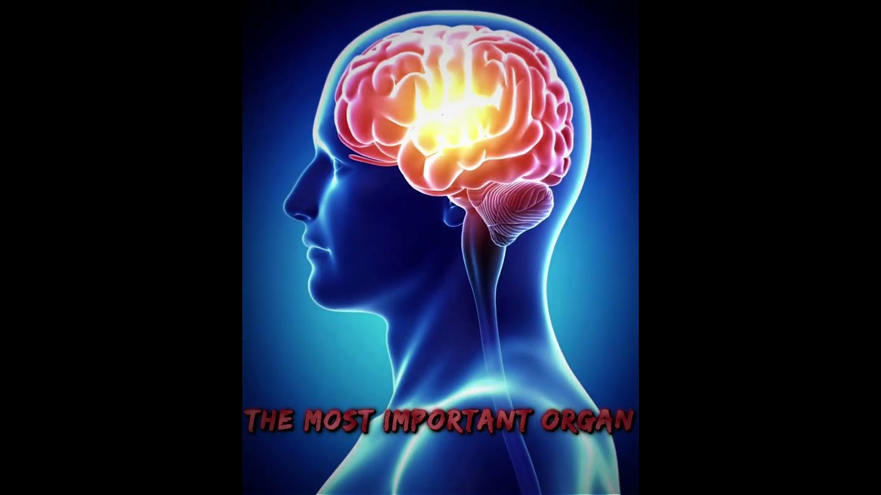 The Most Important Organ Edit Shorts
