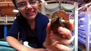 360 Video: UC Davis Working to Save White Abalone