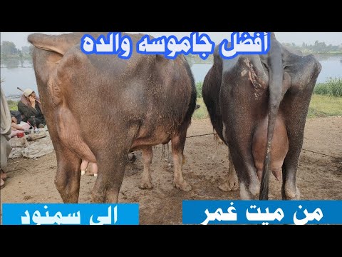 المعلم ابراهيم من سمنود وشارى جاموسه والده من ميت غمر   