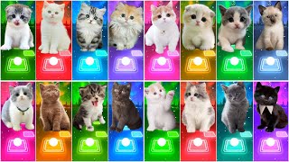 ALL CUTE CATS PT.3  JISOO FLOWER  IMAGINE DRAGONS  BTS   WELLERMAN  WAKA WAKA  BLOODY MARY