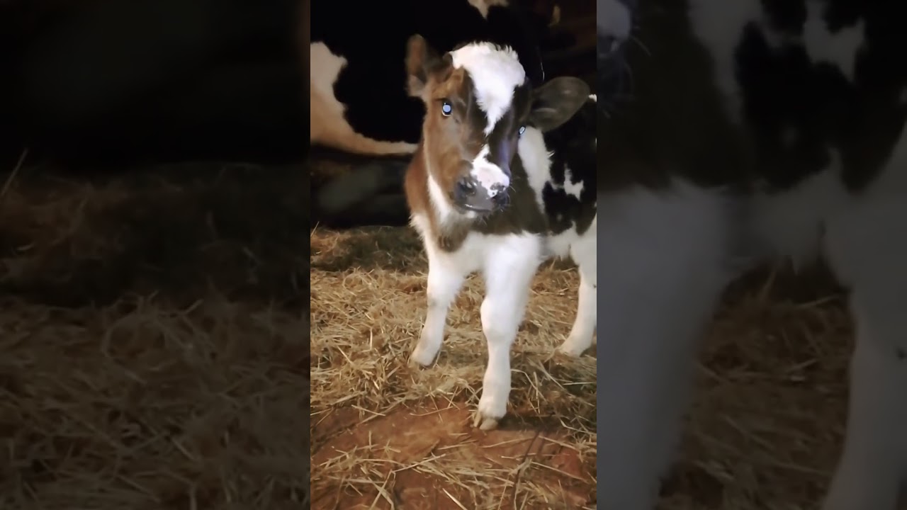 the rambunctious life of a little bull 