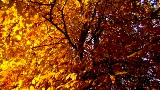 Autumn leaves 3 - Free HD stock footage
