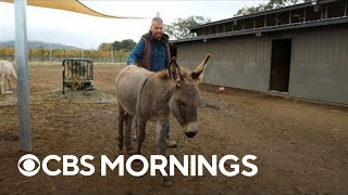 Former media exec who found new calling saving donkeys sees surge of adoptions, donations