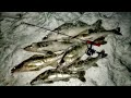 Волга МОЖЕТ! Зимняя рыбалка НА СУДАКА с эхолотом ПРАКТИК