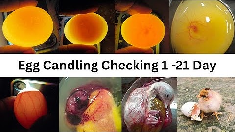 Egg Candling from day 1:  to 21: The Ultimate Guide to Checking Fertility Development