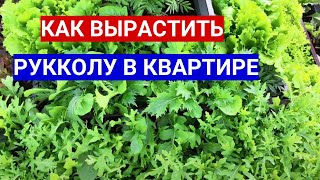 Готовлю Салаты С Рукколой Каждый День. Как Быстро Вырастила Рукколу В Квартире На Подоконнике