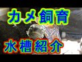 【カメの飼育水槽】ろ過方法・餌・共生生物・設備を紹介します。