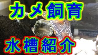 【カメの飼育水槽】ろ過方法・餌・共生生物・設備を紹介します。