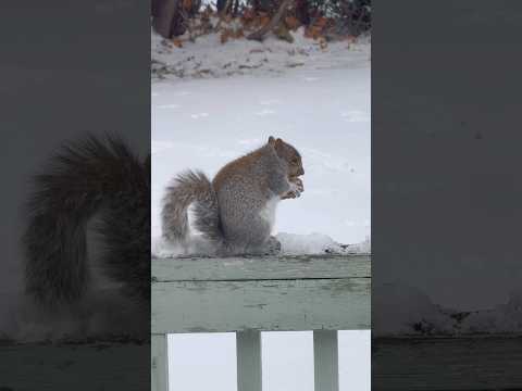This Thanksgiving dinner was so delicious! 👍🤣😂👌 #animals #nature #canada #squirrel #winter