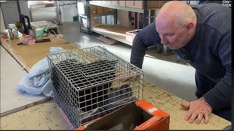 Rehoming Laszlo, a gorgeous community cat