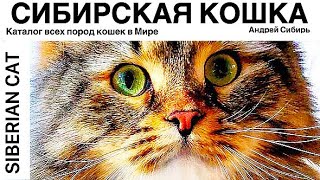 СИБИРСКАЯ КОШКА. ВСЕ ПОРОДЫ КОШЕК МИРА. SIBERIAN CAT.