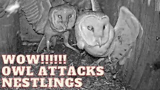 Wait for it... OWL intruder ATTACKS barn owl nestlings, but Dad returns and goes all out MMA on it.