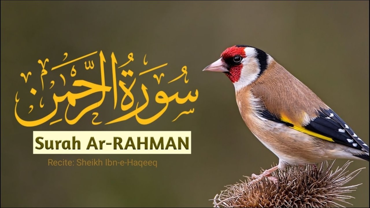 Surah Rahman With Urdu Translation Full Episode 157 Quran Tilawat surah-rahman-with-urdu-translation-full-episode-157-quran-tilawat