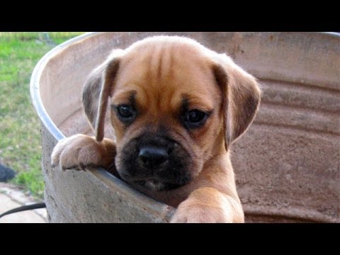 cute puggles