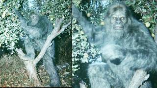 In 1999 a Hunter Put a Hidden Camera in an Ozark Orchard. What They Found Terrified Them - Bigfoot Net Worth