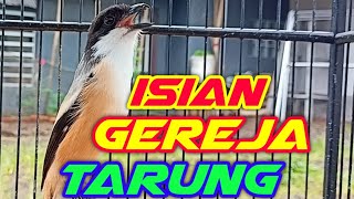 CENDET ISIAN GEREJA TARUNG DAN LOVEBIRD | MASTERAN CENDET ISIAN GEREJA TARUNG LOVEBIRD