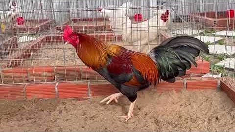 Que Chăn Trắng. ☎️O7O7...7️⃣9️⃣0️⃣,,,2O9. #hieubentre #hieufarm #tigatuyen #video #gachoivietnam 