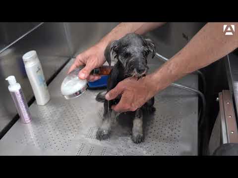 Manual del Cachorro Artero. ¿Como bañarlo?