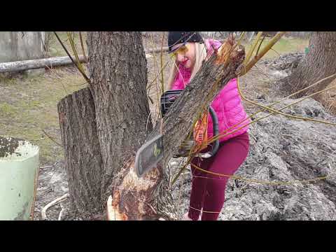 awesome-video!-pretty-girl-chainsaw-top-big-tree-cutting-down-extreme-felling-wedge-fastest-skill