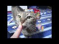 Funny Cat Videos 2021   funny cats 2021 compilation