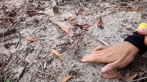 Tuyệt Chiêu Bắt Dông Cát Mãi Đỉnh | Hoàng Tây