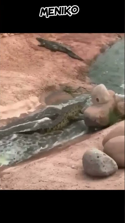 VIRAL !! Buaya Gabut main prosotan air #shorts
