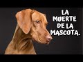 Cómo vivir la muerte de la mascota sin sentir culpa. Válido sentir más dolor, que por una persona.