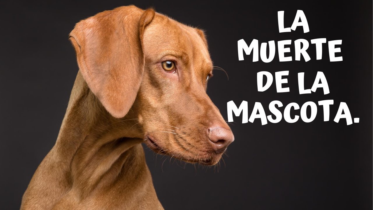 Cómo vivir la muerte de la mascota sin sentir culpa. Válido sentir más dolor, que por una persona.