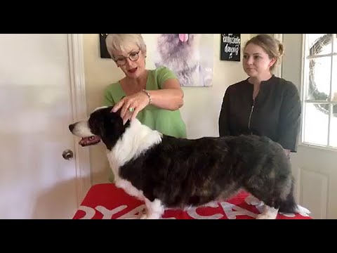 Video: Cardigan Welsh Corgi Suņu šķirne Hipoalerģiska, Veselība Un Dzīvība