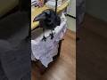 わしゃわしゃご飯、わちゃわちゃおはよう、とにかくワシャワシャおしゃべりカラス #カラス #crow #おしゃべり #わちゃわちゃ #おはよう #賢い #かわいい #凄い #保護カラス #挨拶