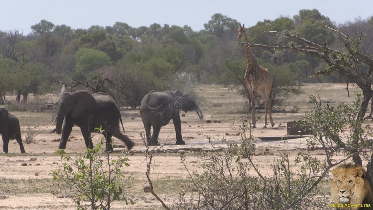 Elephant And Giraffe At Watering Hole YouTube