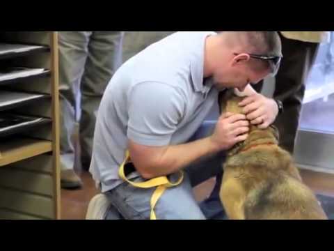 Videó: Kutya Megnagyobbodott Lépe - Megnagyobbodott Lépkezelések Kutyák Számára