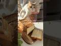 スーパーの強力粉でお店級の食パンを作ろう🍞