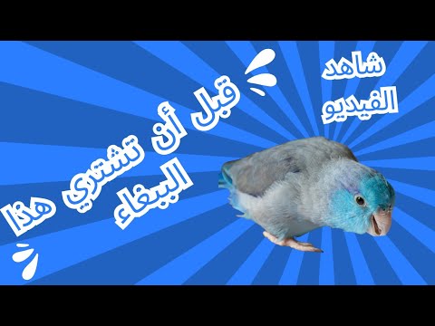 قبل أن تشتري هذا الببغاء شاهد الفيديو ببغاء مهند العلي باروتليت