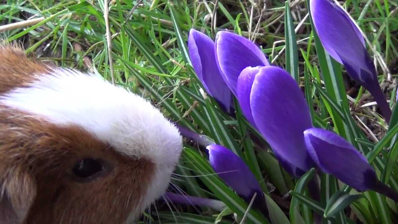 Very cute guinea pig eats flowers - YouTube