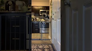Pug Wall Jumps Dog Gate || ViralHog