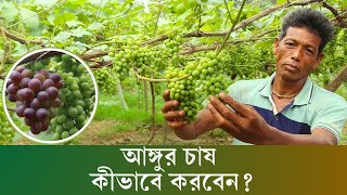 ইউটিউব দেখে আঙ্গুর চাষ করছেন বগুড়ার অসিত | Grapes Cultivation | কৃষি রূপ