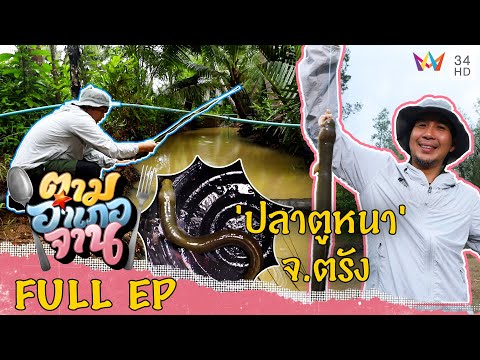 ตามหาวัตถุดิบแปลก 'ปลาตูหนา' จ.ตรัง | ตามอำเภอจาน | 1 ต.ค.65 Full EP