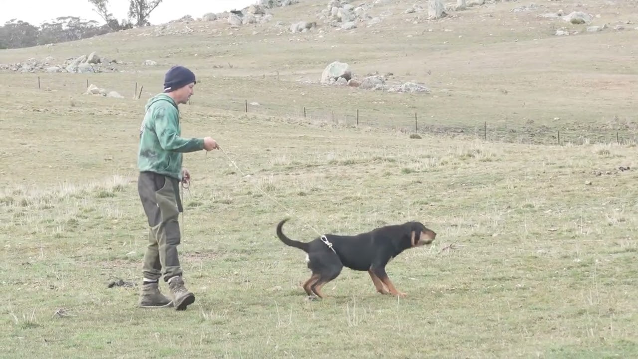 2025 SUMMER Australian Working Stock Dog Auction - LOT 211 BEAST