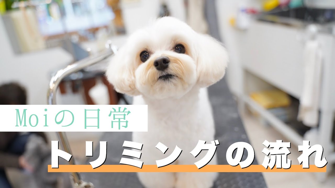 ぽふぽふ歩く姿が可愛いマルプーちゃん トリミングダイジェスト Youtube