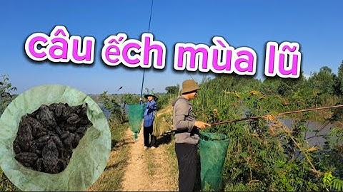 Câu ếch _ câu ếch mùa nước lũ trên cách đồng lúa giật liền con _ Cà Kê Vlog