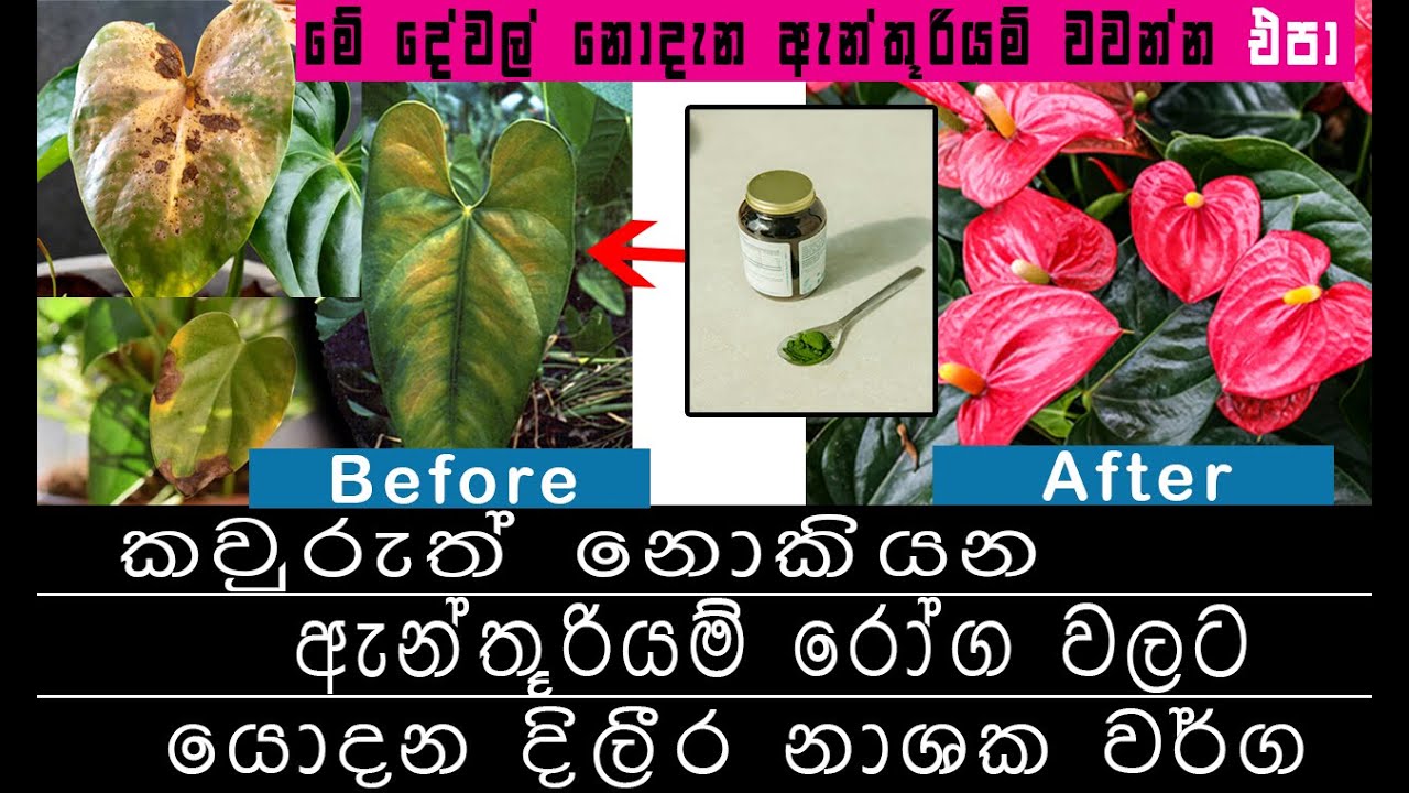 Anthurium wagawa roga|ඇන්තුරියම් වගාව සිංහල|anthurium care tips