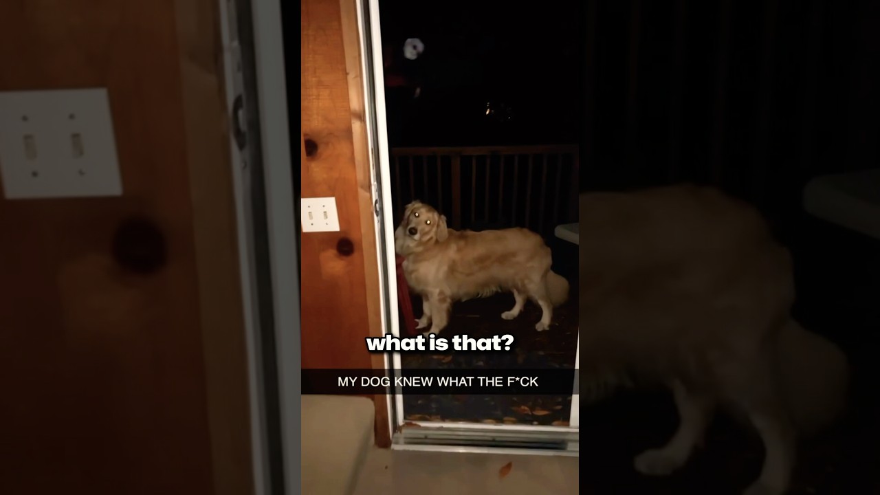Guarda This Dog Saw a Ghost 🤯 su YouTube Guarda This Dog Saw a Ghost 🤯 su YouTube