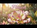 Hibiscus clase live fb 