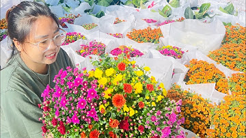 CÚC MÂM XÔI HÀN QUỐC 11/10/2023 Sau ngắt ngọn lần 2- 0988000395