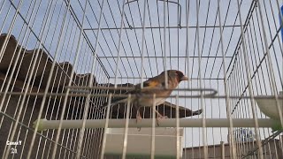 Most Sweet Goldfinch Singing Goldfinch Singing