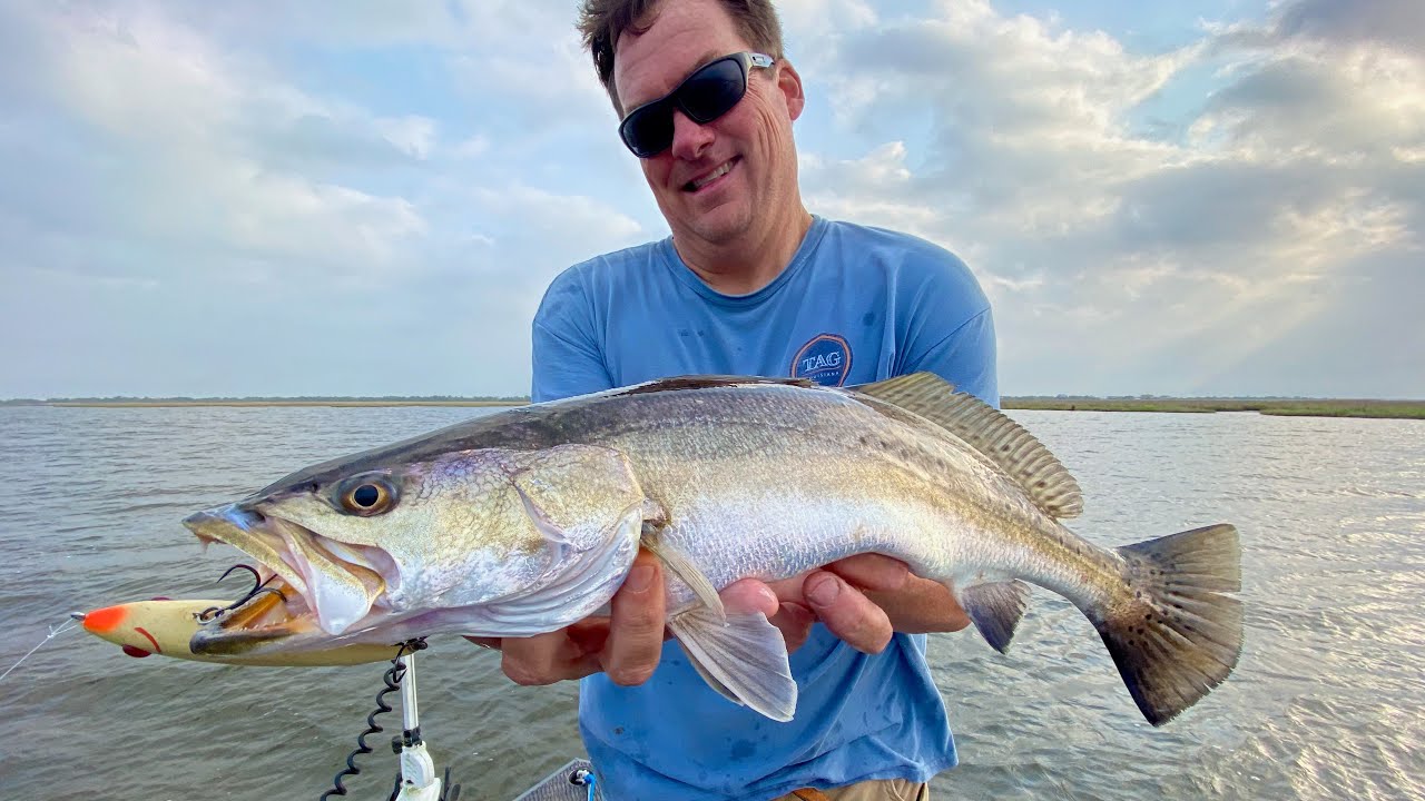 BIG Speckled Trout On Topwater Baits! YouTube