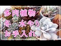 【多肉植物】寒くなってきました！冬の多肉植物の育て方