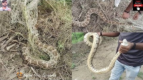 जाल में फंसे खतरनाक अजगर सांप को कैसे रेस्क्यू किया। Indian Rock Python dangerous rescue #snakes