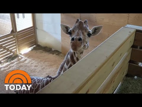 Video April The Giraffe